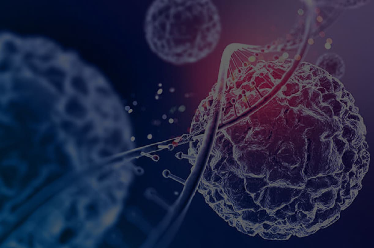 HSPの免疫増強作用